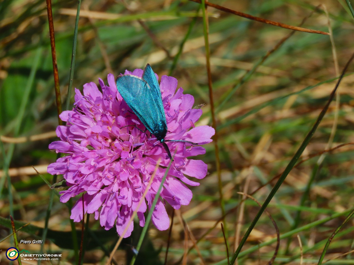 56 Knautia longifolia con farfalla adscita .JPG